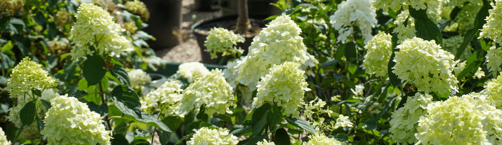 Hydrangea Pruning Guide Marcum's Nursery Goldsby, OK