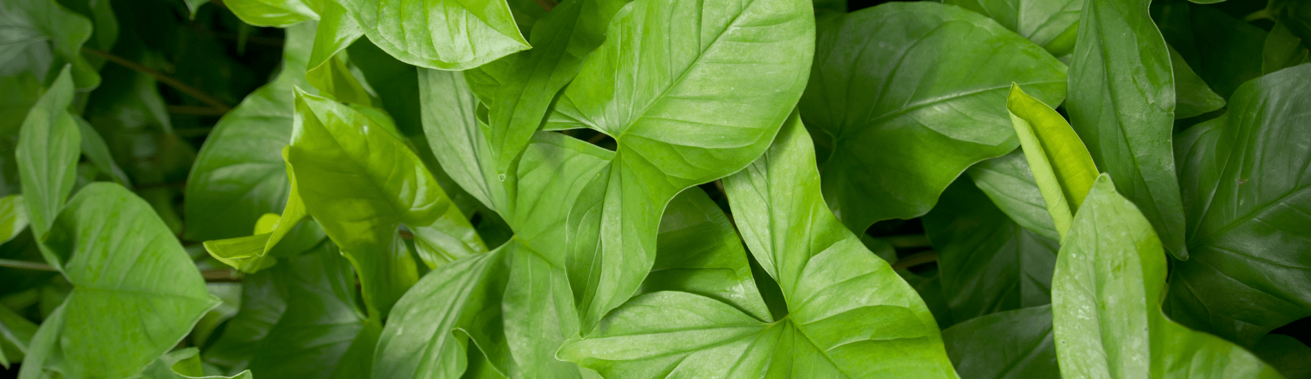 How to care for an Arrowhead | Marcum's Nursery | Goldsby, OK
