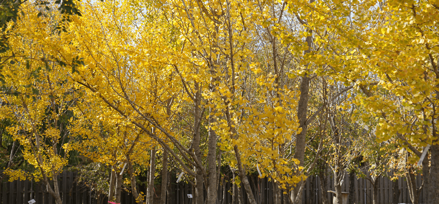 Winter tree sale Marcum's Nursery Goldsby, OK