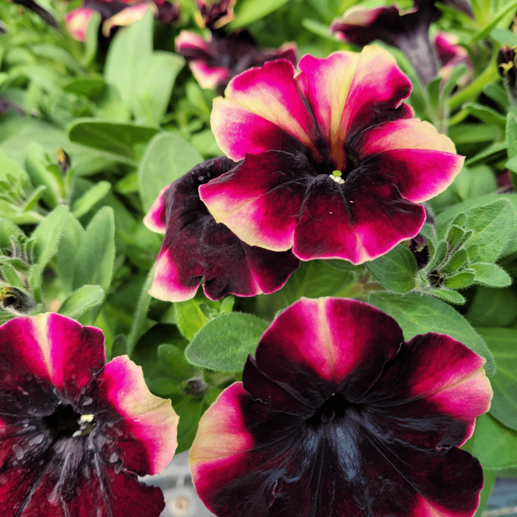 Pretty Pretty Petunias Marcum s Nursery Goldsby OK pretty-pretty-petunias-marcum-s-nursery-goldsby-ok