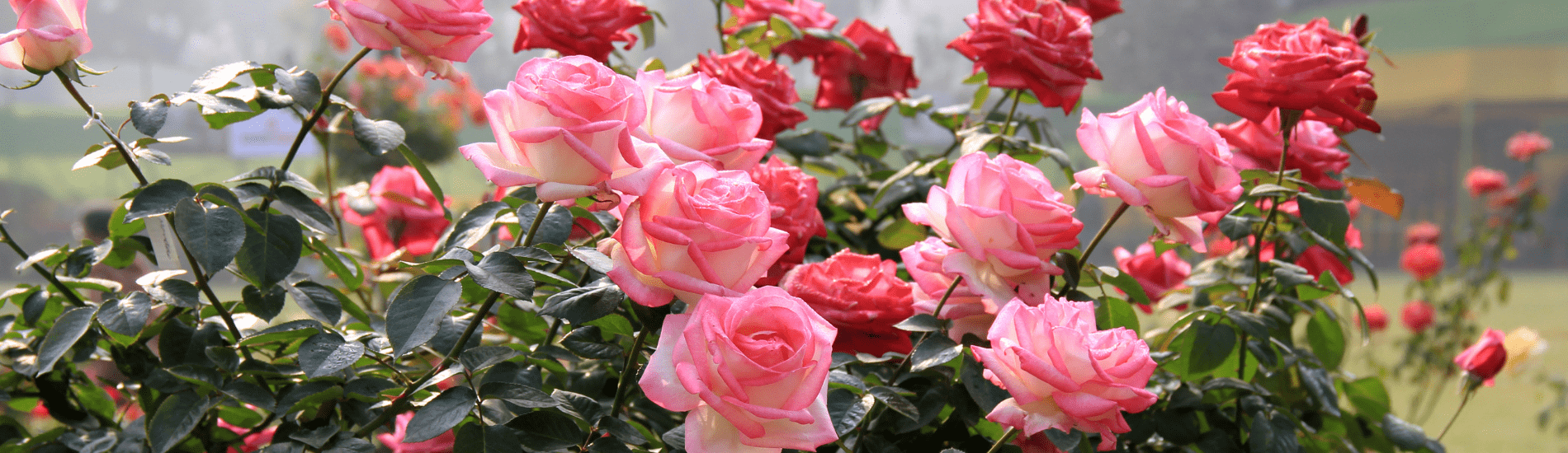 May Lawn & Garden Maintenance Marcum's Nursery Goldsby, OK