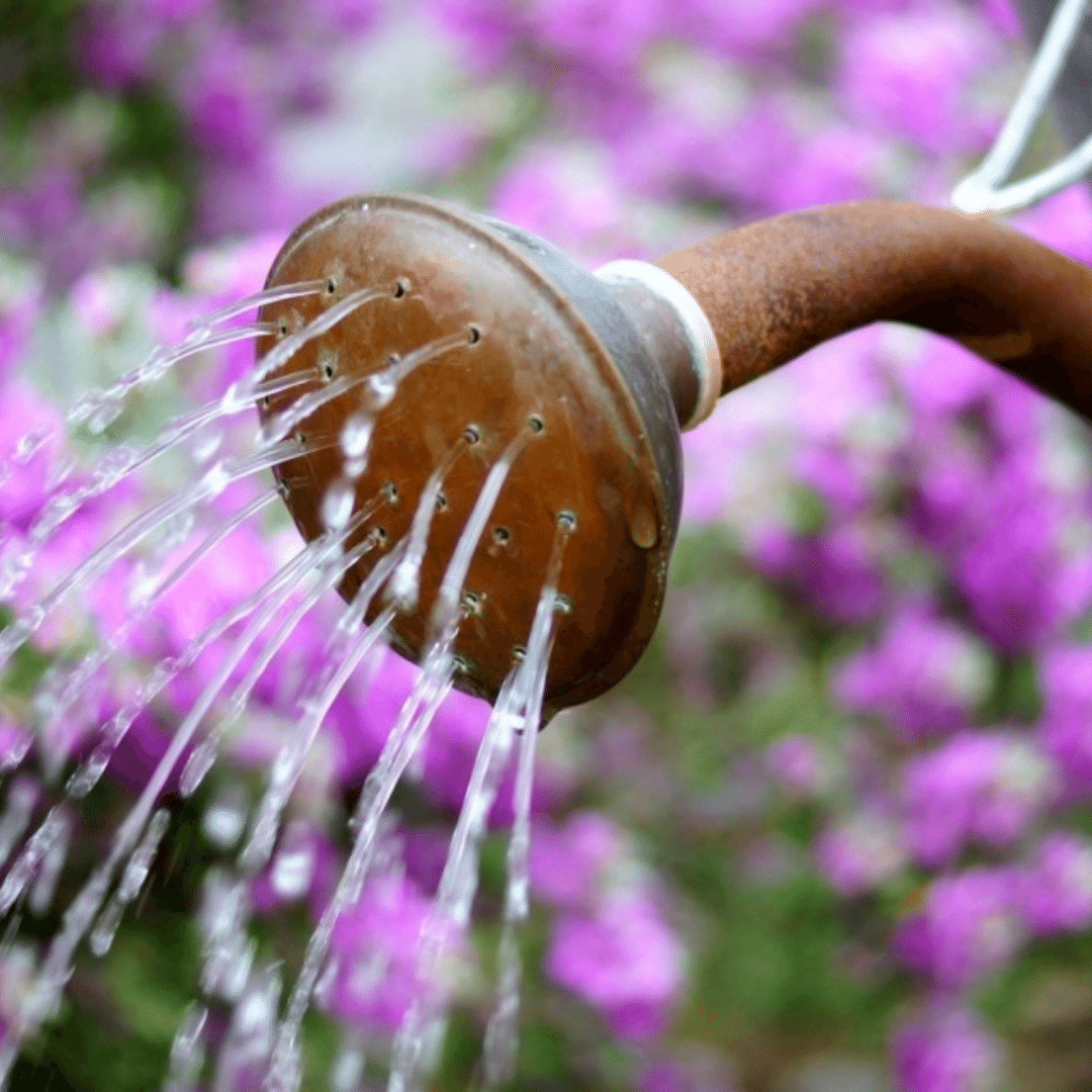 SUMMER WATERING GUIDE