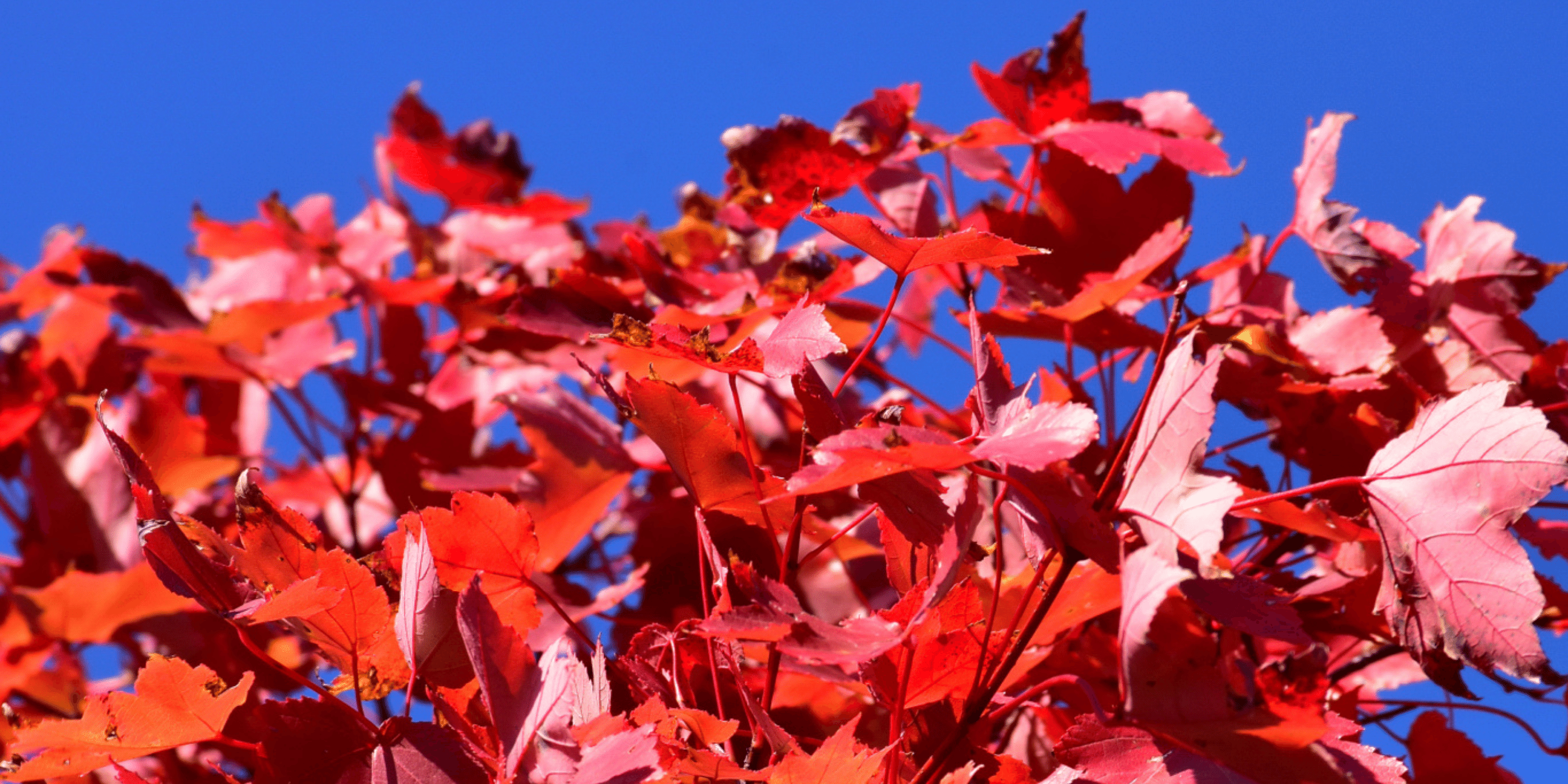 Marcum's Nursery in Goldsby, OK Marcum's Nursery