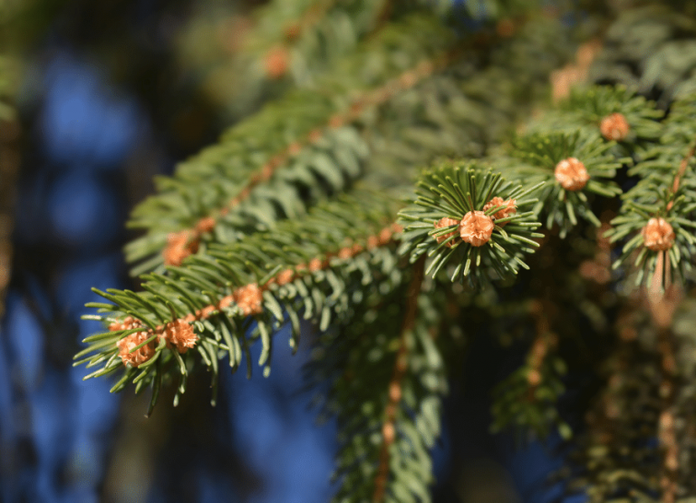 Living Christmas Trees Marcum's Nursery