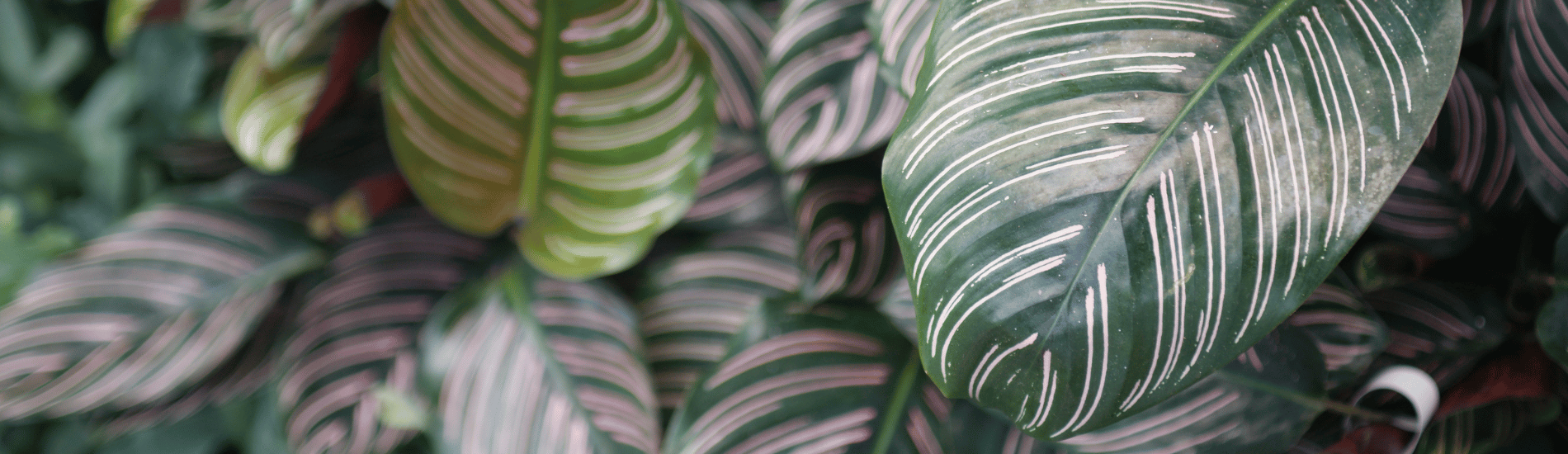 How to care for a Calathea | Marcum's Nursery | Goldsby, OK