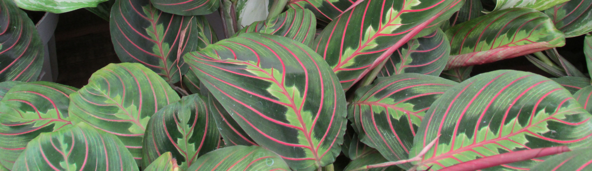 How to care for a Maranta Marcum's Nursery Goldsby, OK