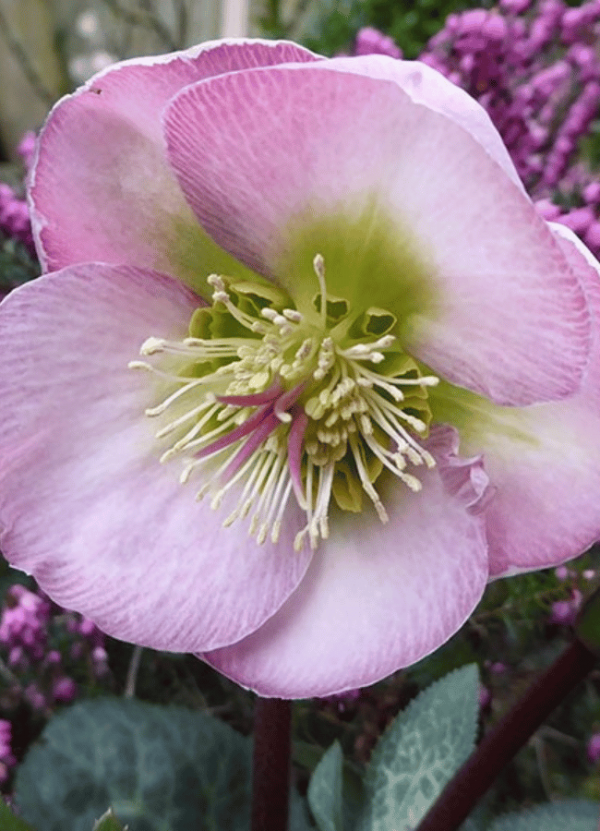 Hello, Hellebores Marcum's Nursery