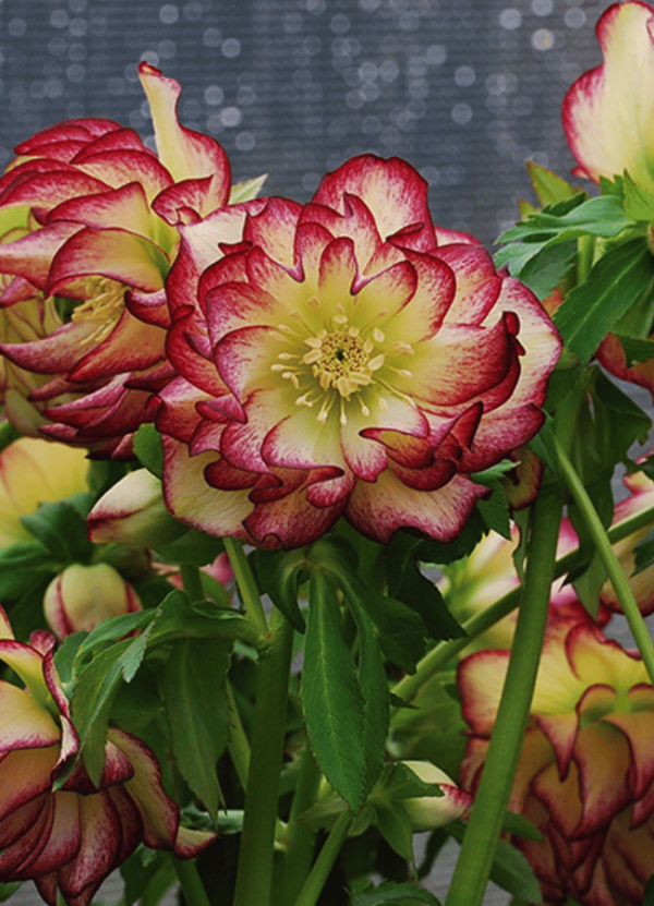 Hello, Hellebores | Marcum's Nursery | Goldsby, OK