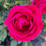 Grande Dame Rose