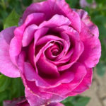 Perfume Factory Rose