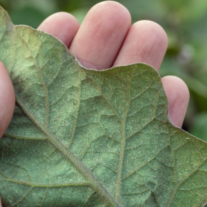 Spider Mite Damage