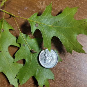 Bagworm