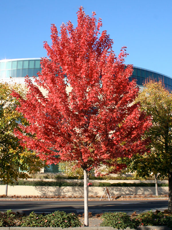 Autumn Blaze® Maple