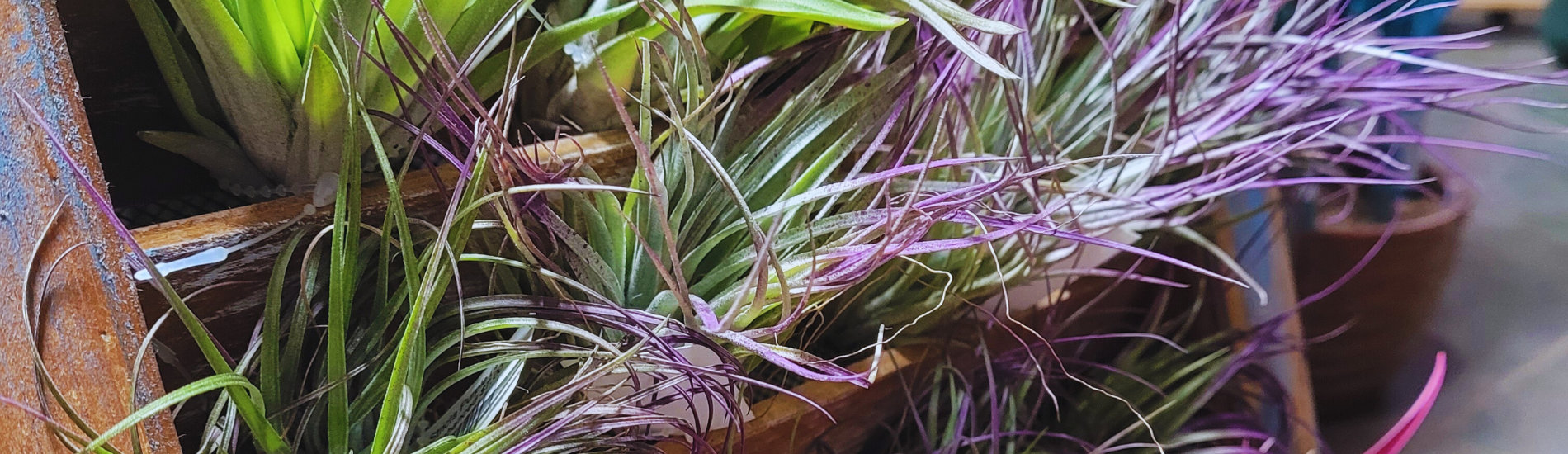 Tillandsia Guide | Marcum's Nursery | Goldsby,OK