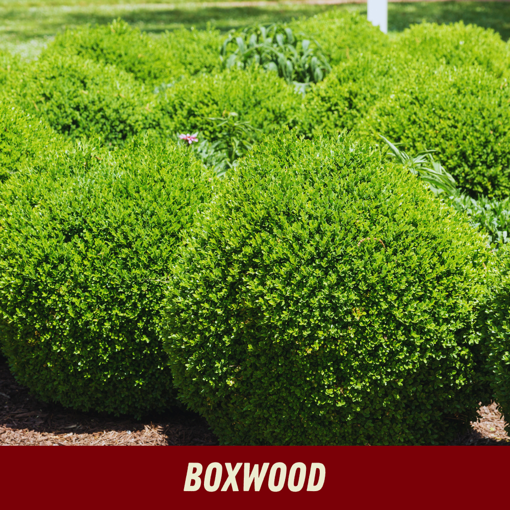20% OFF Boxwood