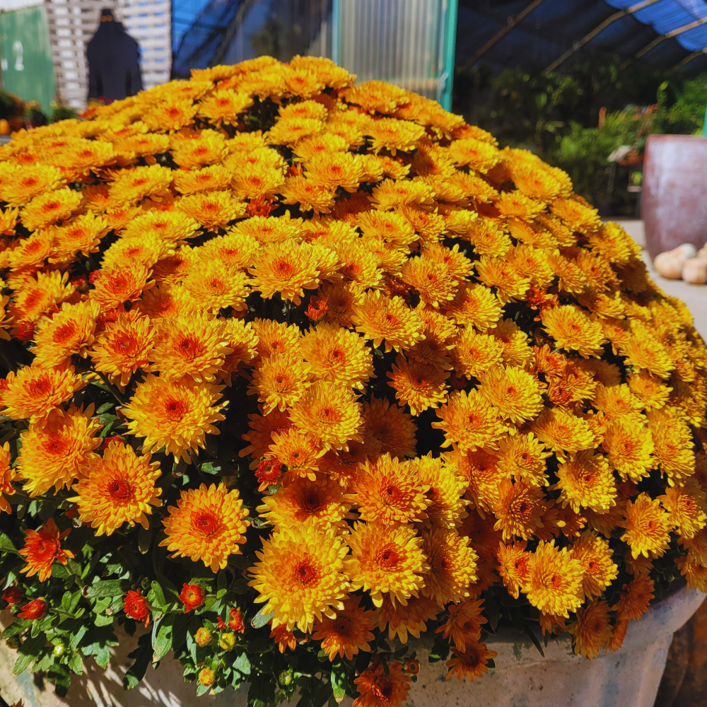 Orange Mum