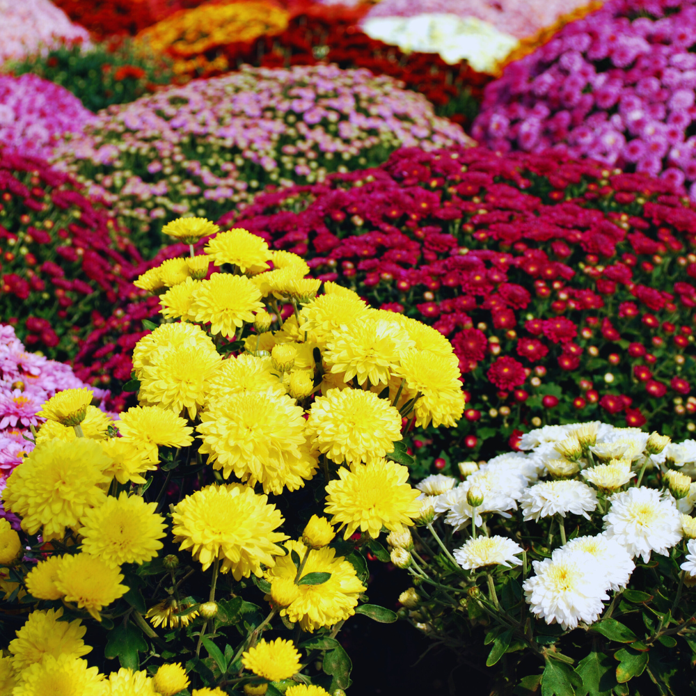 Multicolored Mums