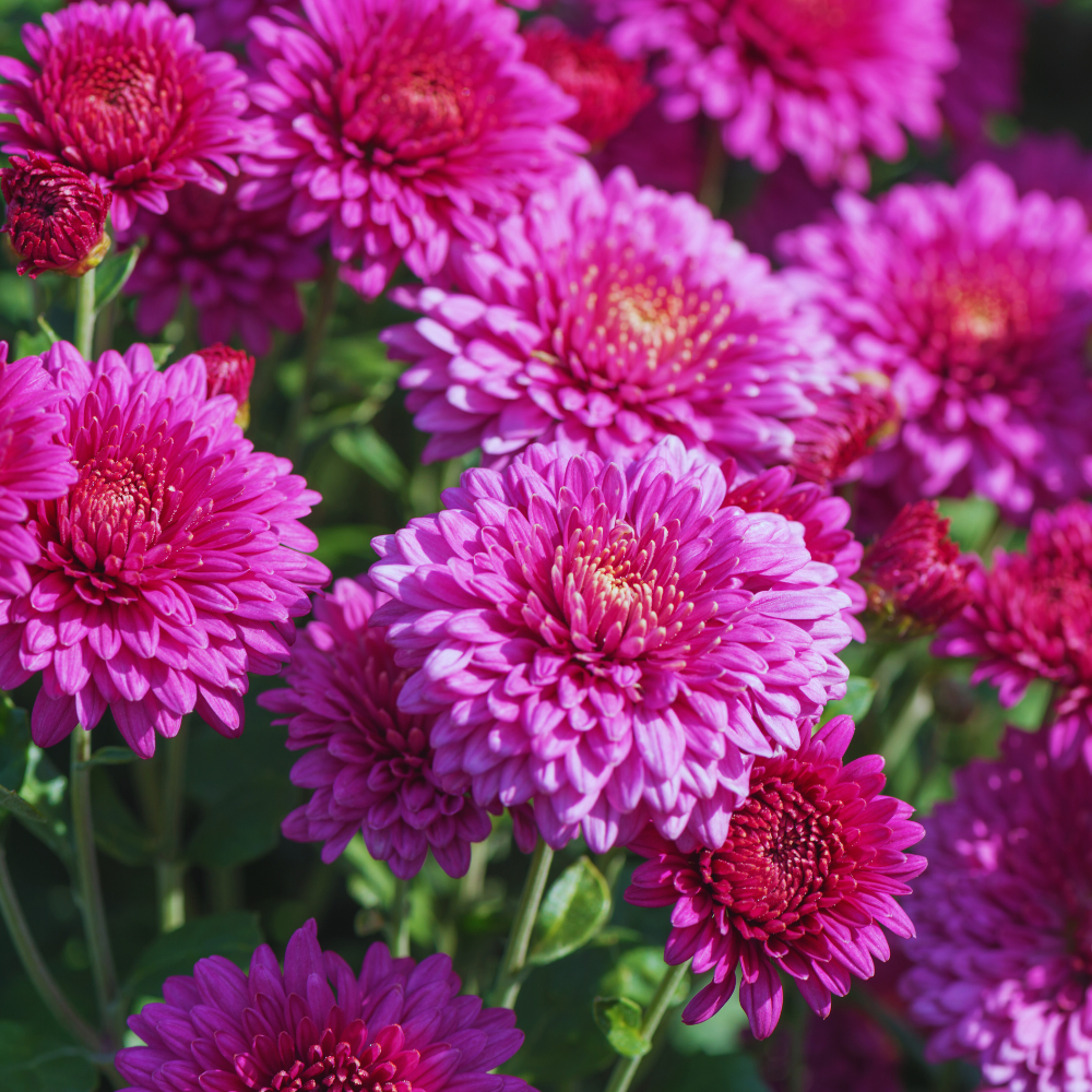 Purple Mum