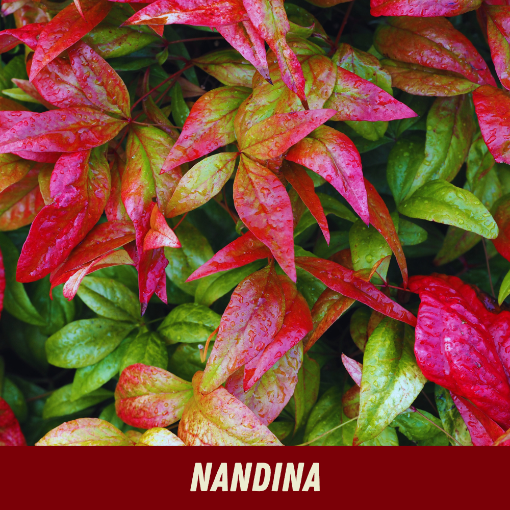 20% OFF Nandina