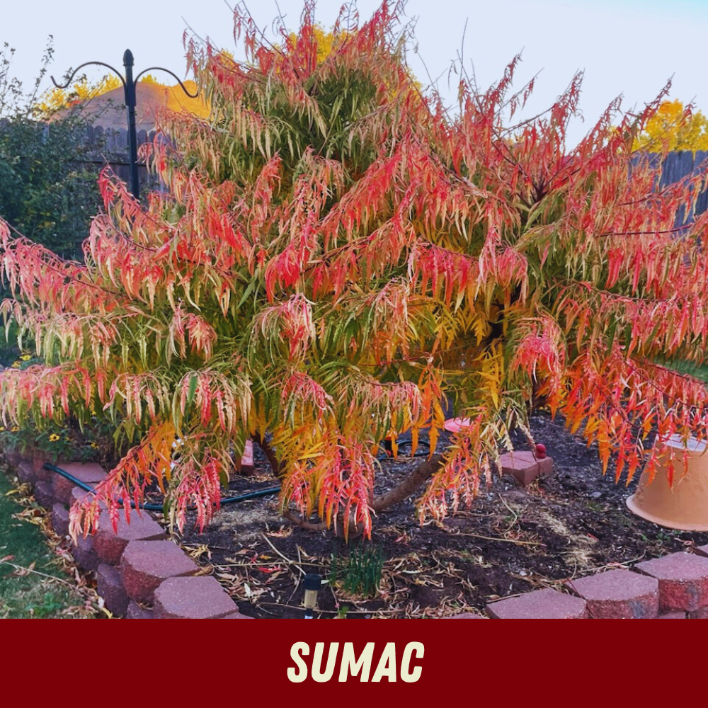 20% OFF Sumac
