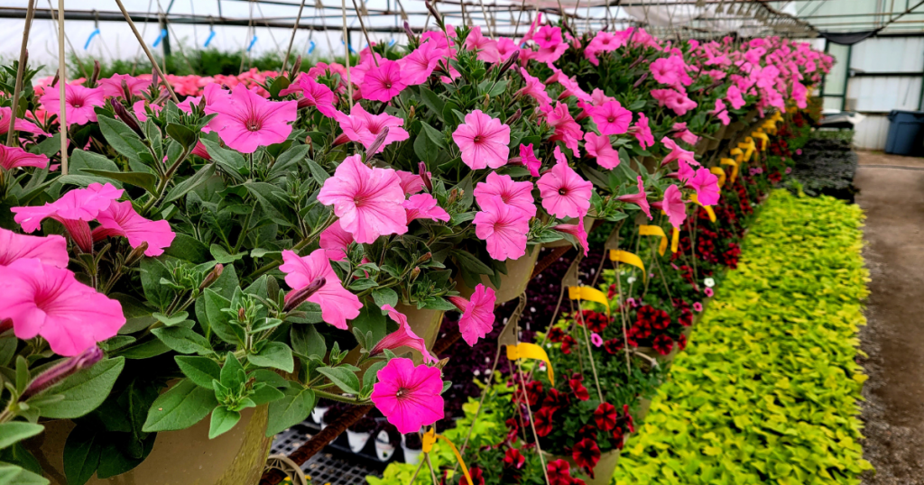 Spring Open House Marcum's Nursery Goldsby, OK