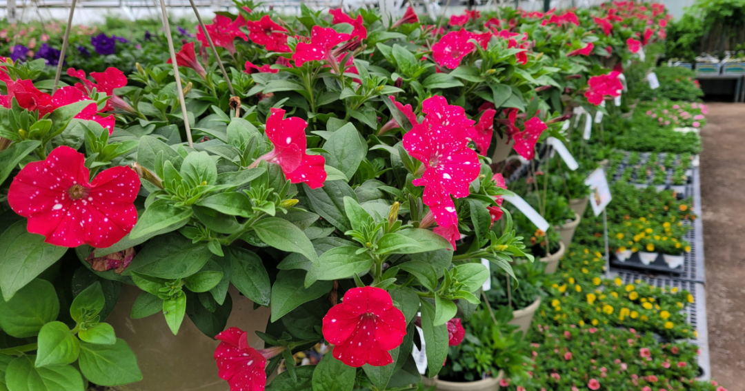 Spring Open House Marcum's Nursery Goldsby, OK