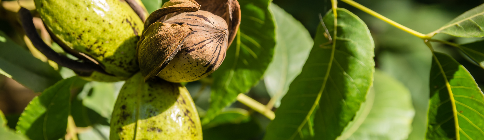 Pecan Trees Marcum's Nursery Goldsby, OK