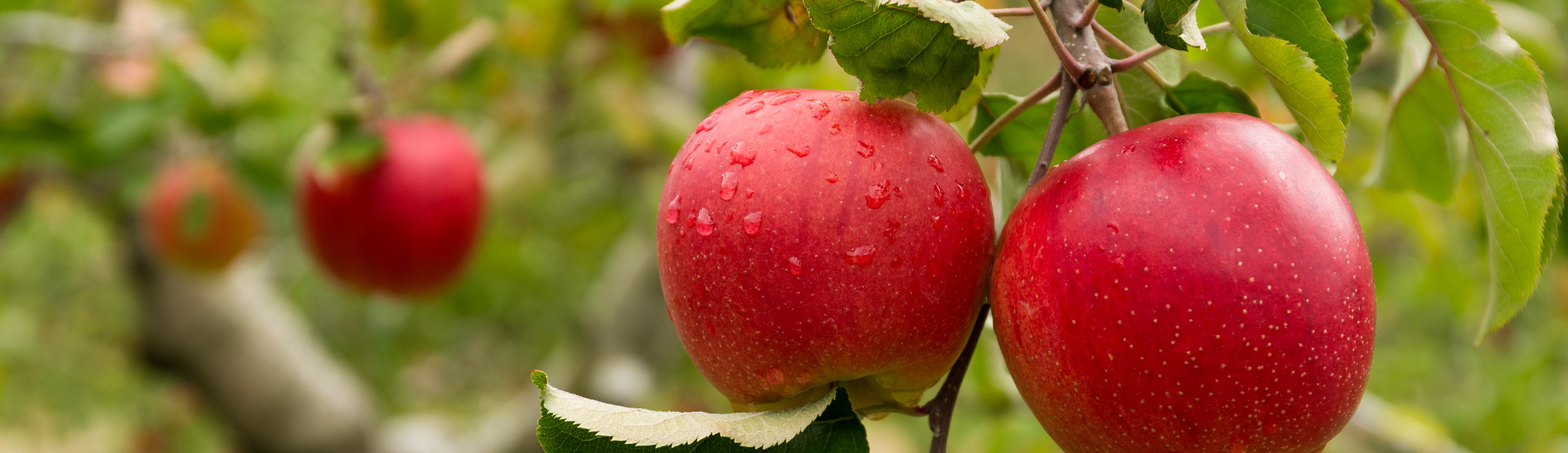 Apple Trees Marcum's Nursery Goldsby, OK