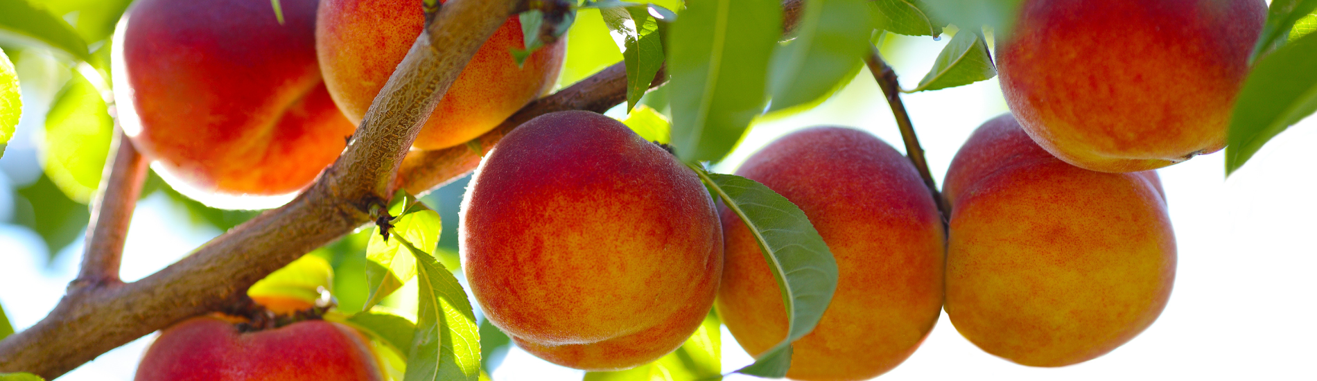 Peach Trees Marcum's Nursery Goldsby, OK