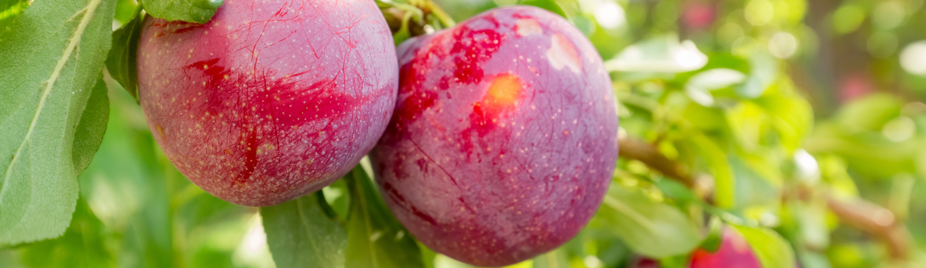Plum Trees Marcum's Nursery Goldsby, OK