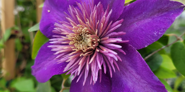 Learn More About Planting & Pruning Clematis