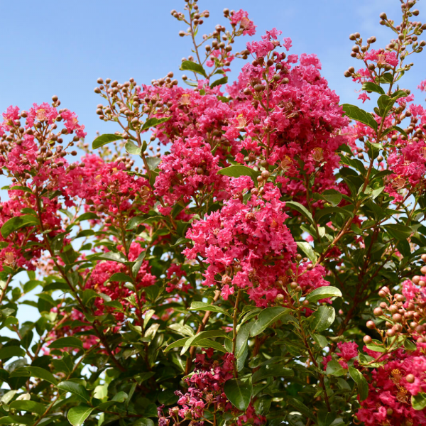 Marcum's Nursery Goldsby, OK