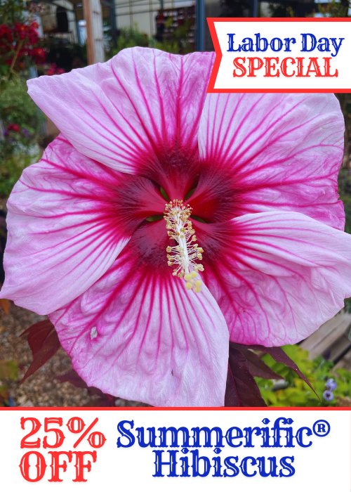 Labor Day Summerific® Hibiscus