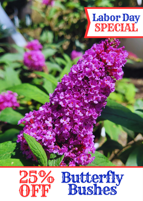 Labor Day Butterfly Bushes