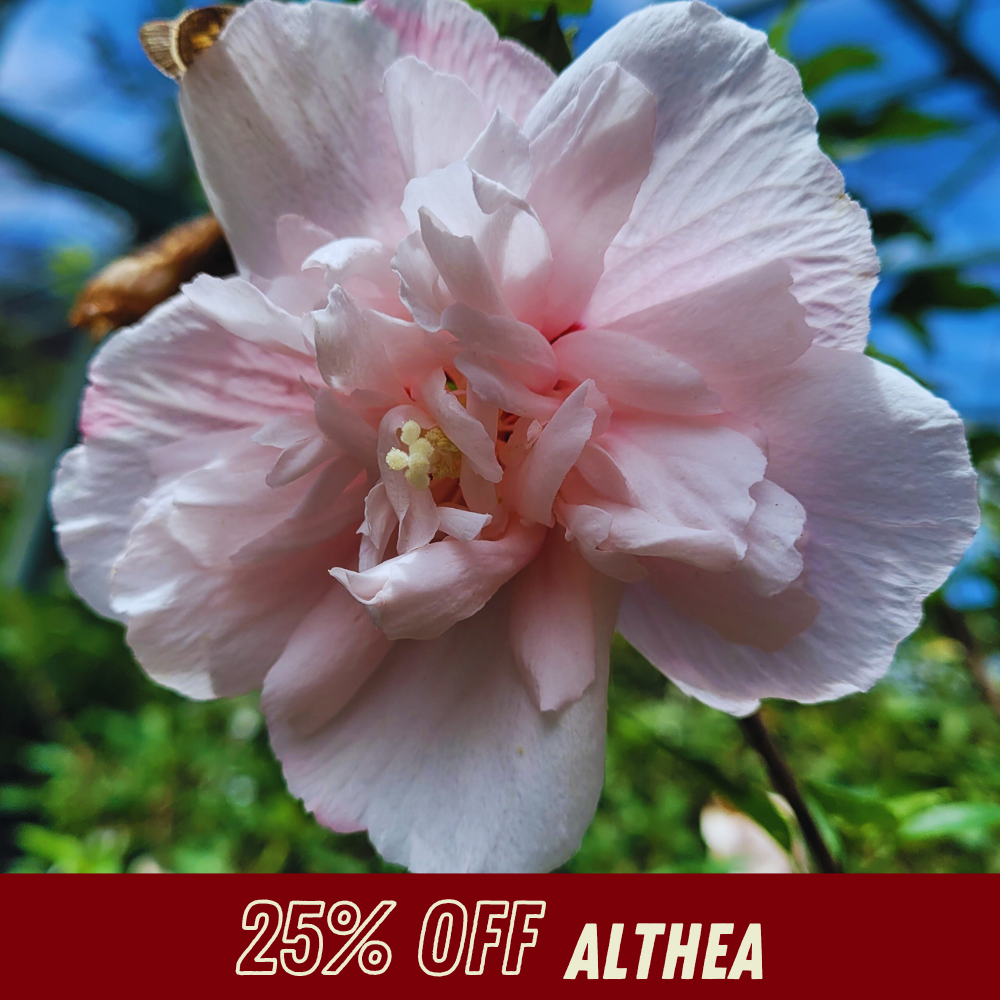 Althea - Fall Shrub Sale