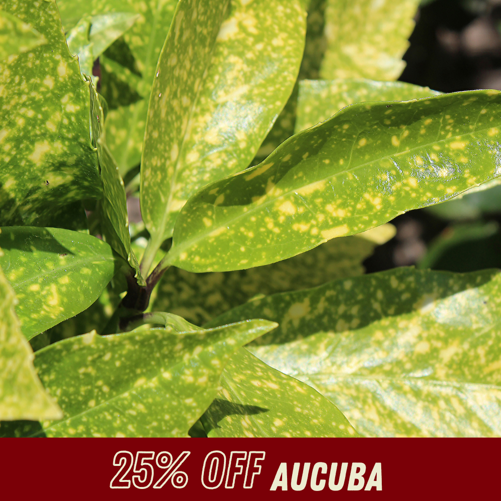 Aucuba - Fall Shrub Sale