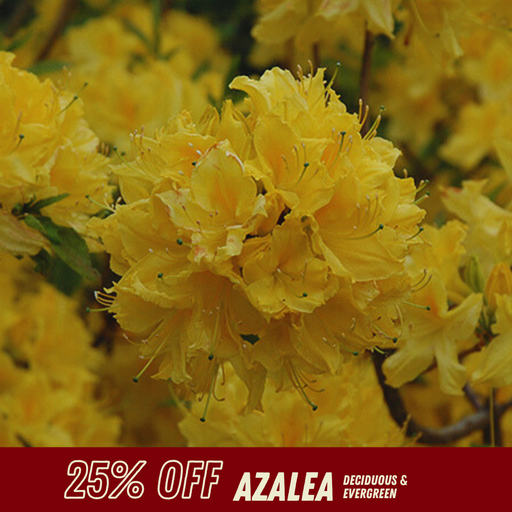 Azalea - Fall Shrub Sale