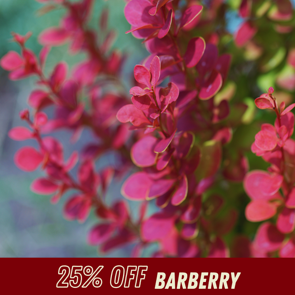 Barberry - Fall Shrub Sale