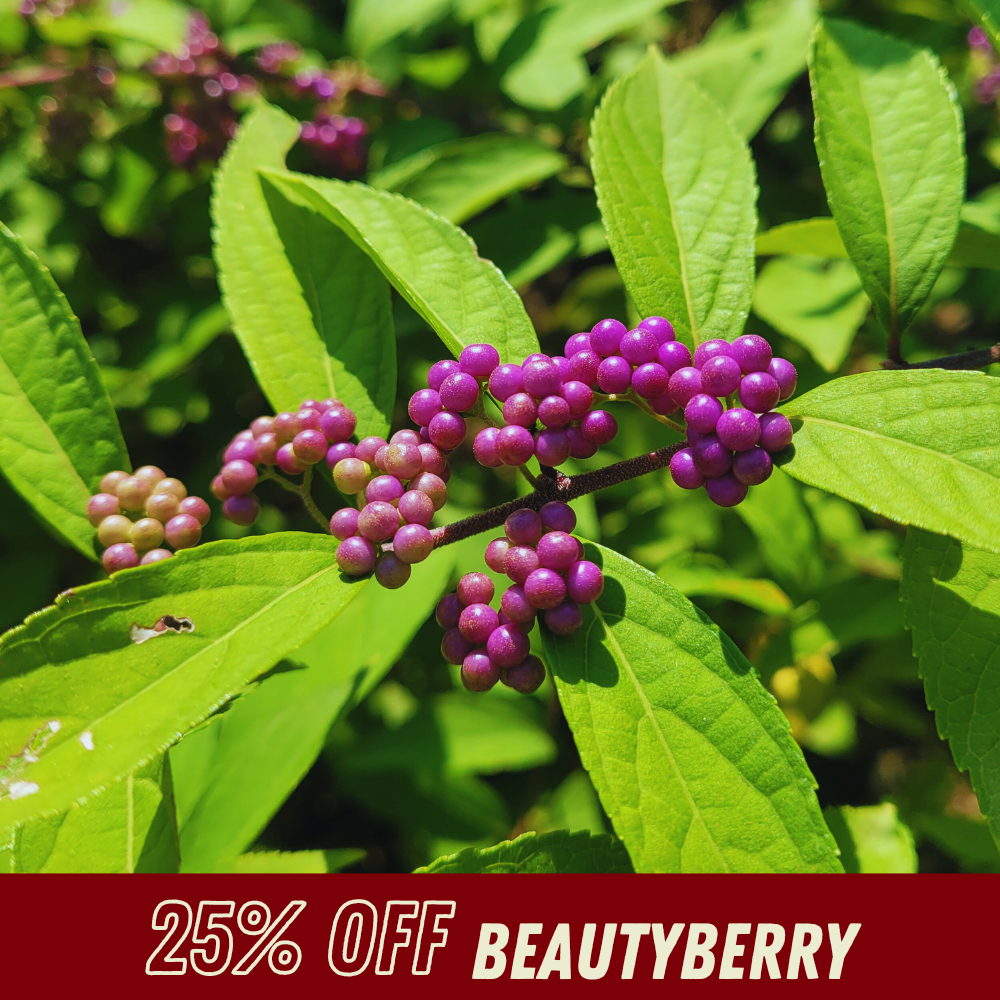 Beautyberry - Fall Shrub Sale