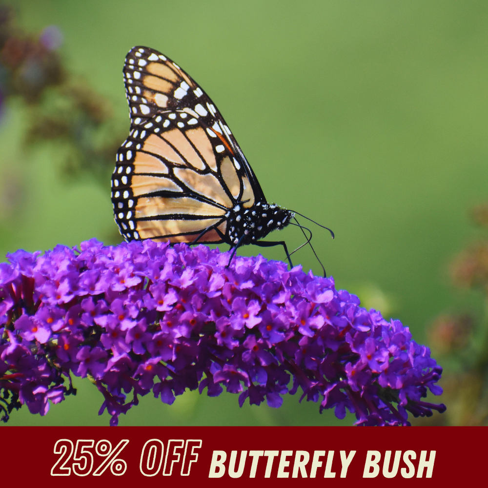 Butterfly Bush - Fall Shrub Sale