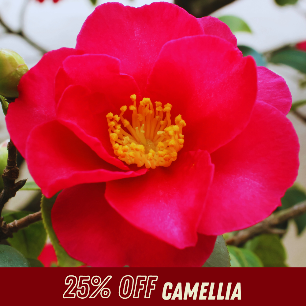 Camellia - Fall Shrub Sale