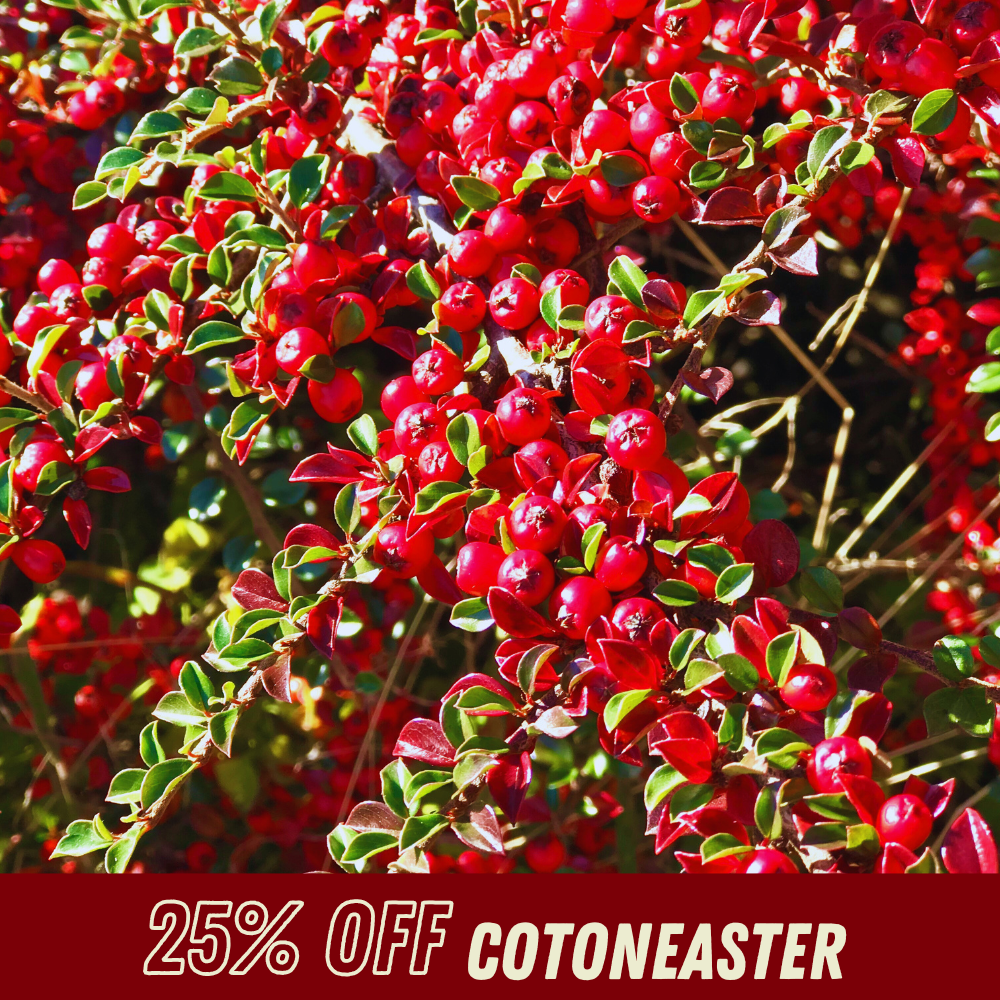 Cotoneaster - Fall Shrub Sale