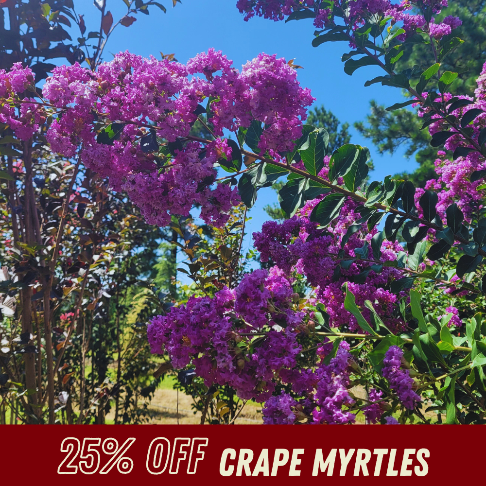 Crape Myrtle - Fall Shrub Sale