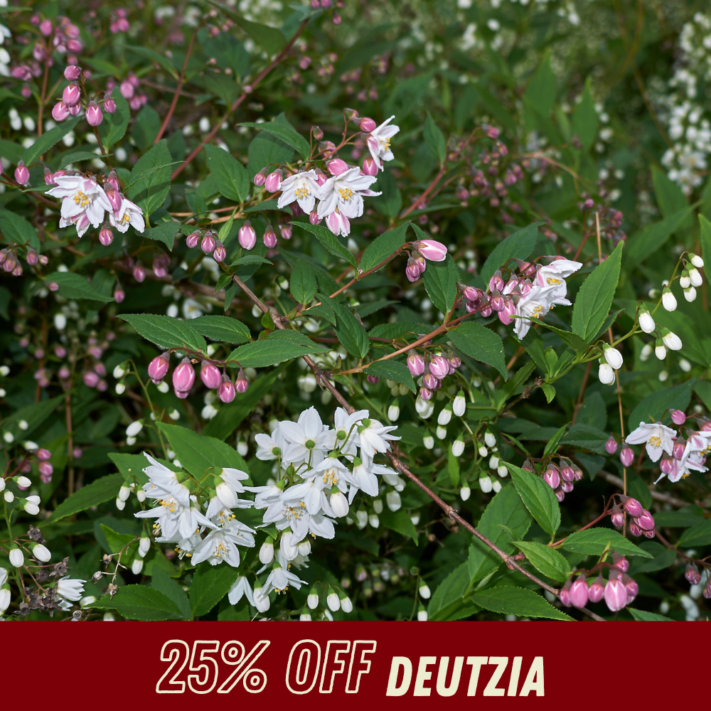 Deutzia - Fall Shrub Sale