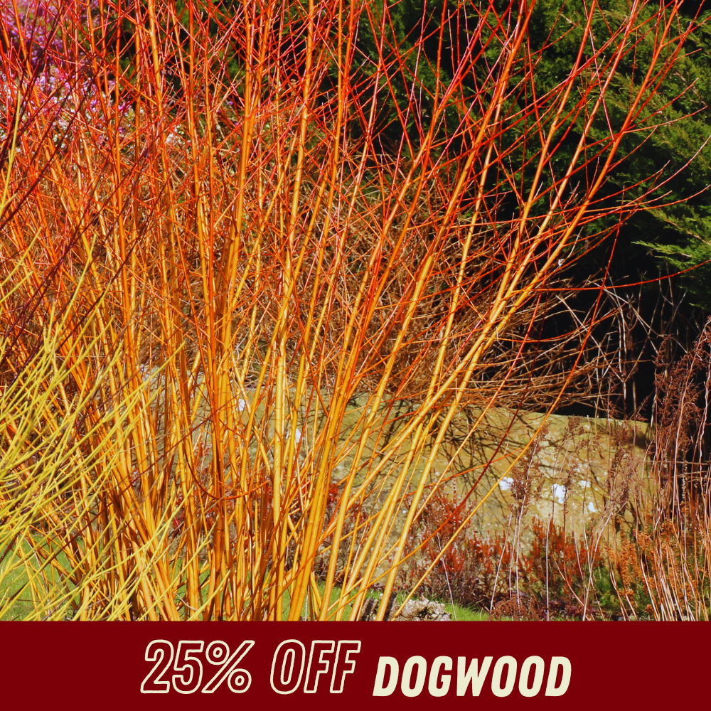 Dogwood - Fall Shrub Sale