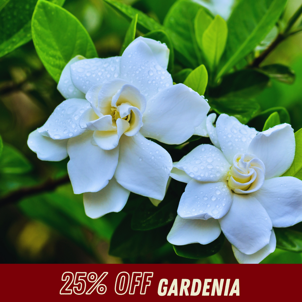 Gardenia - Fall Shrub Sale
