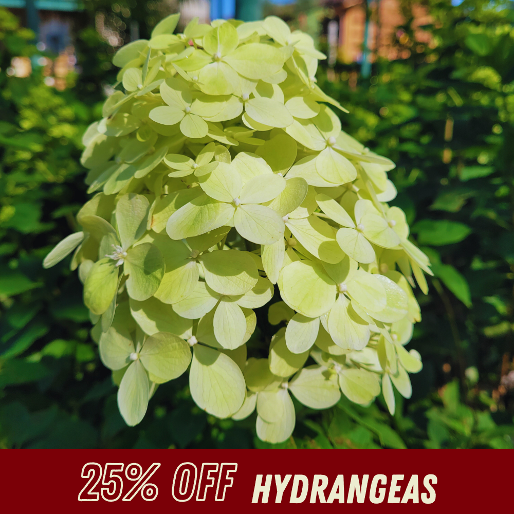 Hydrangea - Fall Shrub Sale
