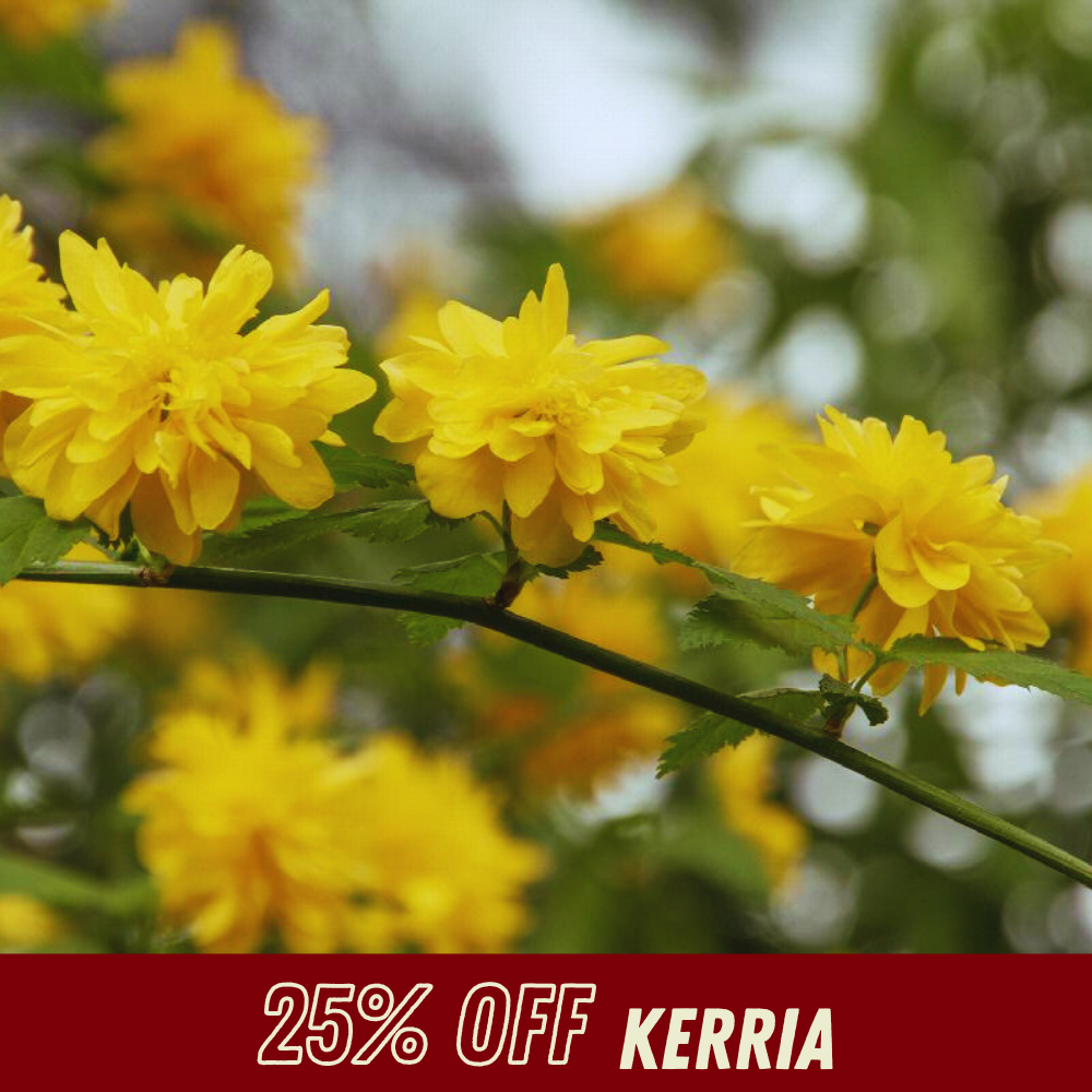 Kerria - Fall Shrub Sale