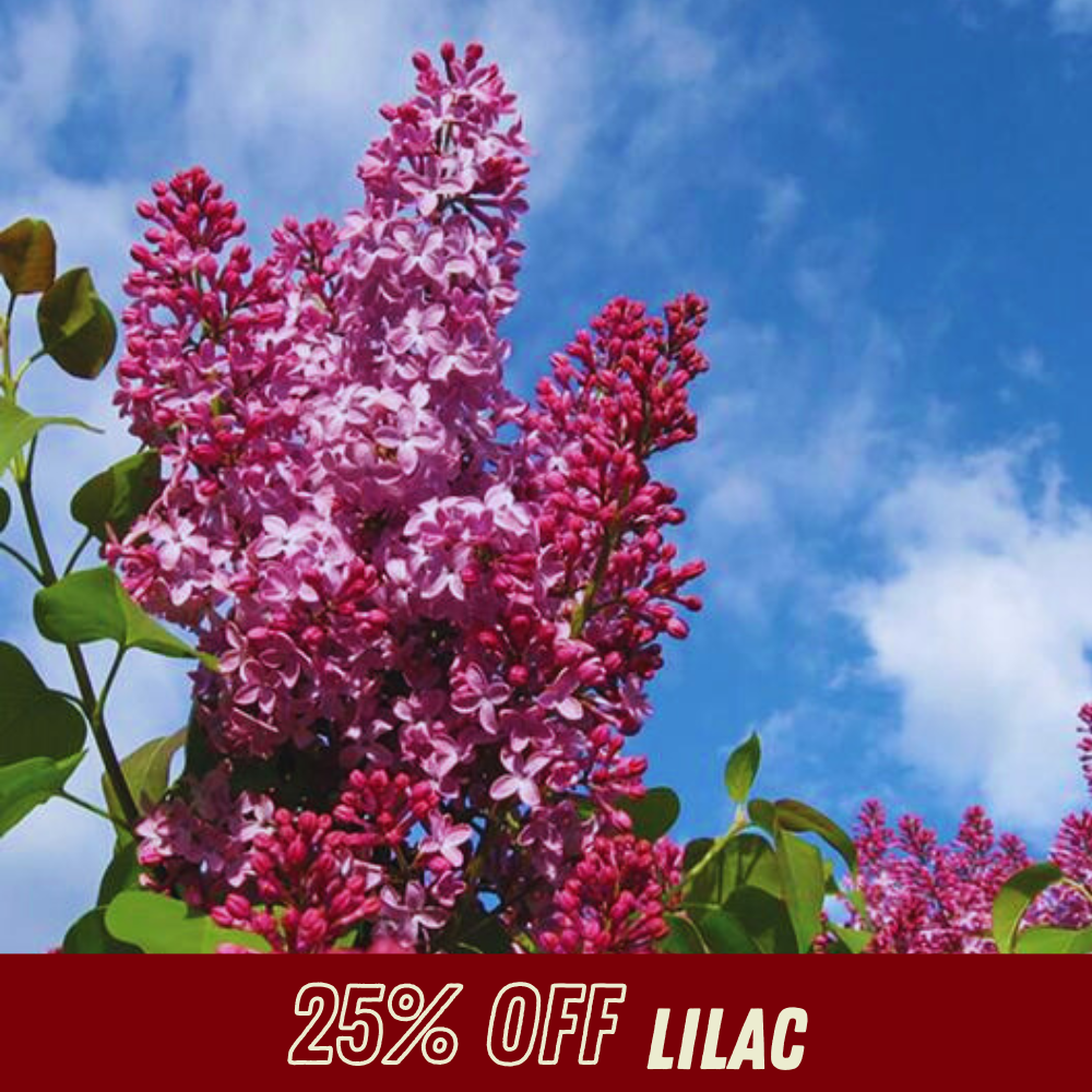 Lilac - Fall Shrub Sale