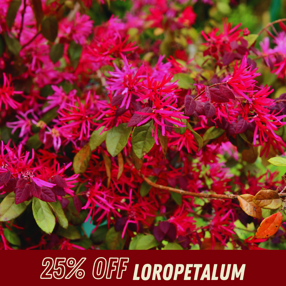 Loropetalum - Fall Shrub Sale